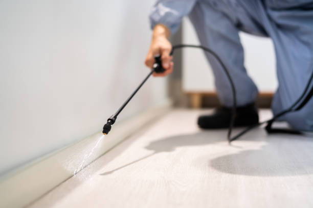 Licensed Wasp Removal service in Mazomanie, WI - Show Me Pest Control